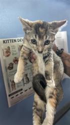 Shelter Stray Female Cat last seen N SIERRA WAY & E TEMPLE ST, SAN BERNARDINO, CA, 92410, USA, 333 Chandler Pl, San Bernardino, CA 92408, USA