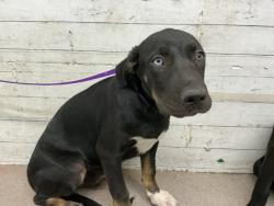 Shelter Stray Male Dog last seen N MOUNT VERNON AVE X BASELINE ST, 333 Chandler Pl, San Bernardino, CA 92408, USA