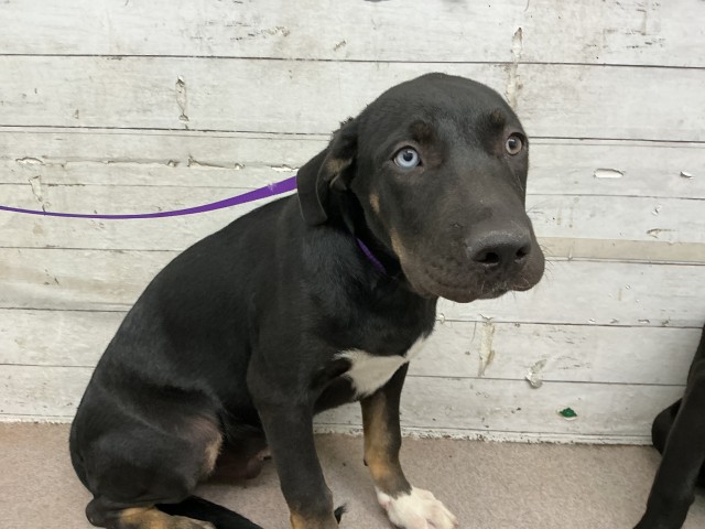 Shelter Stray Male Dog last seen N MOUNT VERNON AVE X BASELINE ST, 333 Chandler Pl, San Bernardino, CA 92408, USA