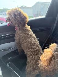 Found/Stray Female Dog last seen Creekview Court Community in Spring City, Spring City, PA 19475