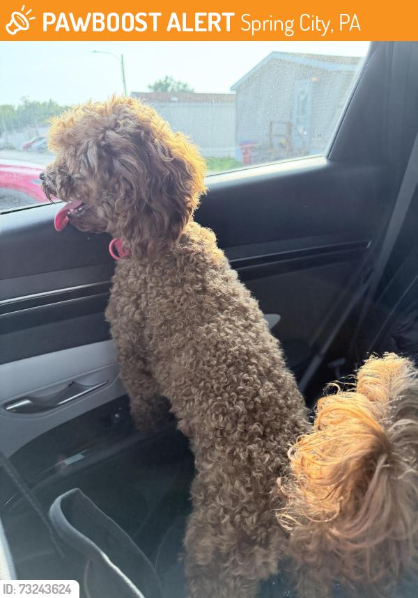 Found/Stray Female Dog last seen Creekview Court Community in Spring City, Spring City, PA 19475