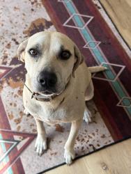 Reunited Female Dog last seen CR 46, Geneva, FL 32732