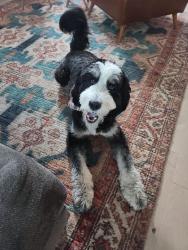 Lost Male Dog last seen Near Evelyn, Houston, TX 77009