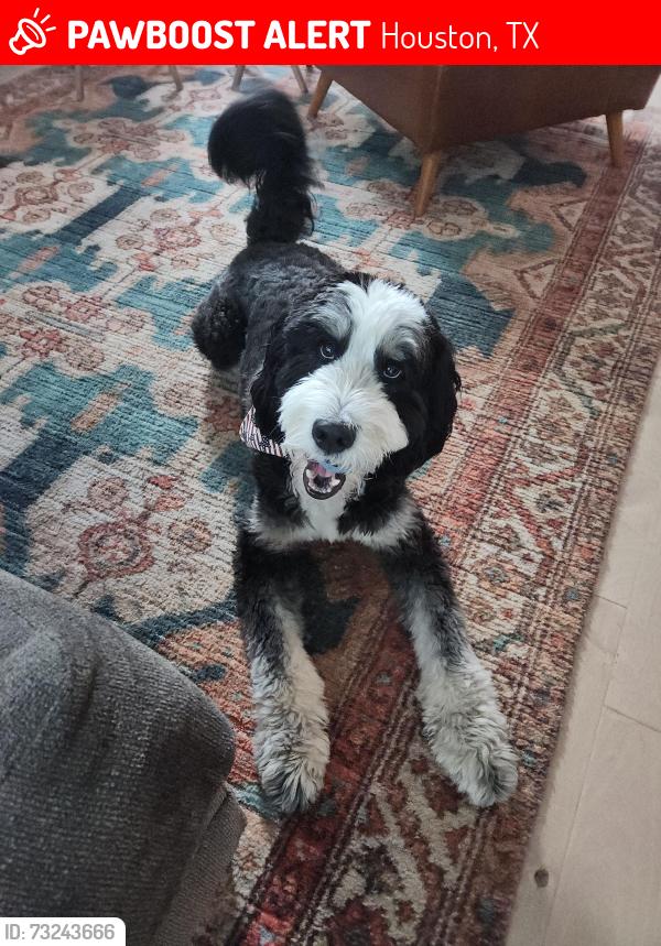Lost Male Dog last seen Near Evelyn, Houston, TX 77009