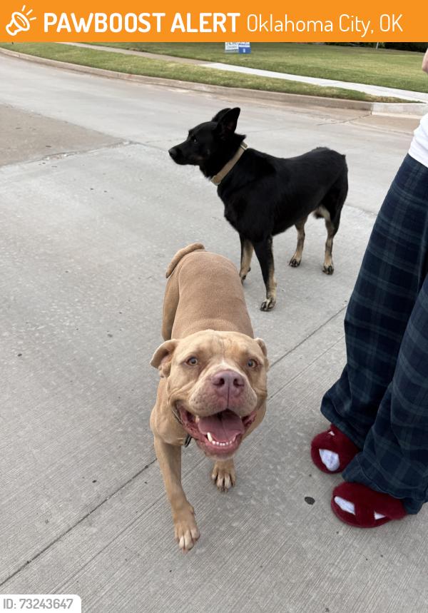 Found/Stray Female Dog last seen SW 111th Pl, Oklahoma City, OK 73170
