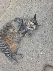 Found/Stray Unknown Cat last seen Wadsworth and Marshall, Arvada, CO 80002