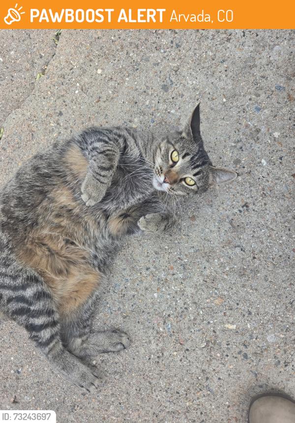 Found/Stray Unknown Cat last seen Wadsworth and Marshall, Arvada, CO 80002