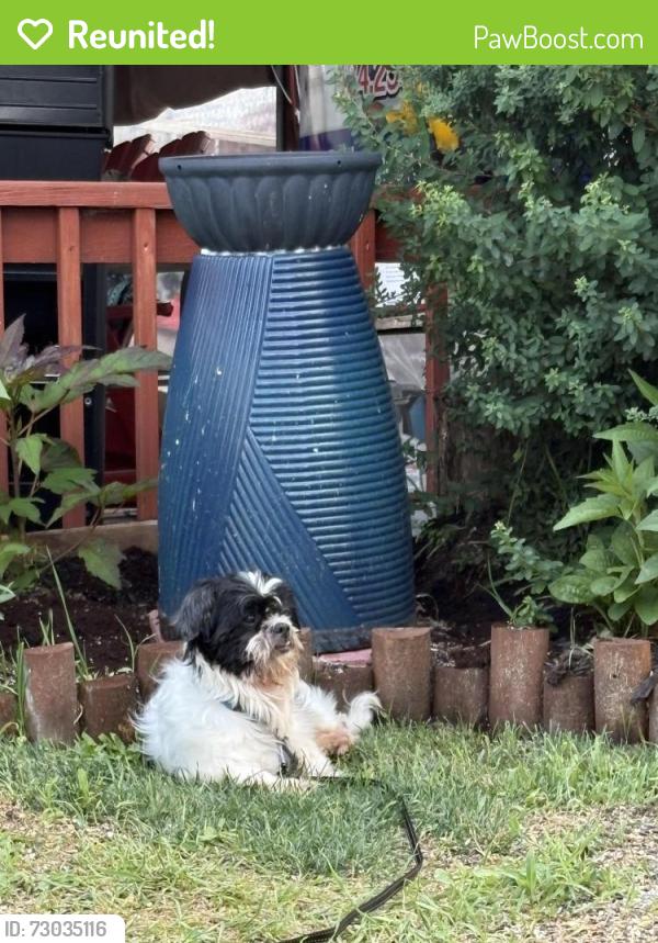 Reunited Male Dog last seen Mill street, Bridgeport, PA 19405