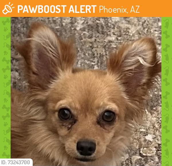 Found/Stray Male Dog last seen Thunderbird high school, Phoenix, AZ 85023