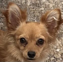 Found/Stray Male Dog last seen Thunderbird high school, Phoenix, AZ 85023