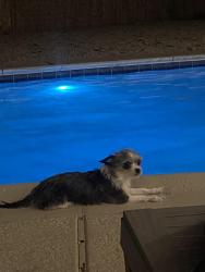 Reunited Female Dog last seen Wildcat Dr. or Doniphan Dr, Anthony, TX 79821