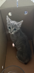 Reunited Female Cat last seen Lofts at Pecan Ridge / Walter Stephenson Rd, Midlothian, TX 76065