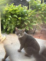 Found/Stray Unknown Cat last seen Cheltenham Elementary School, Cheltenham, PA 19012