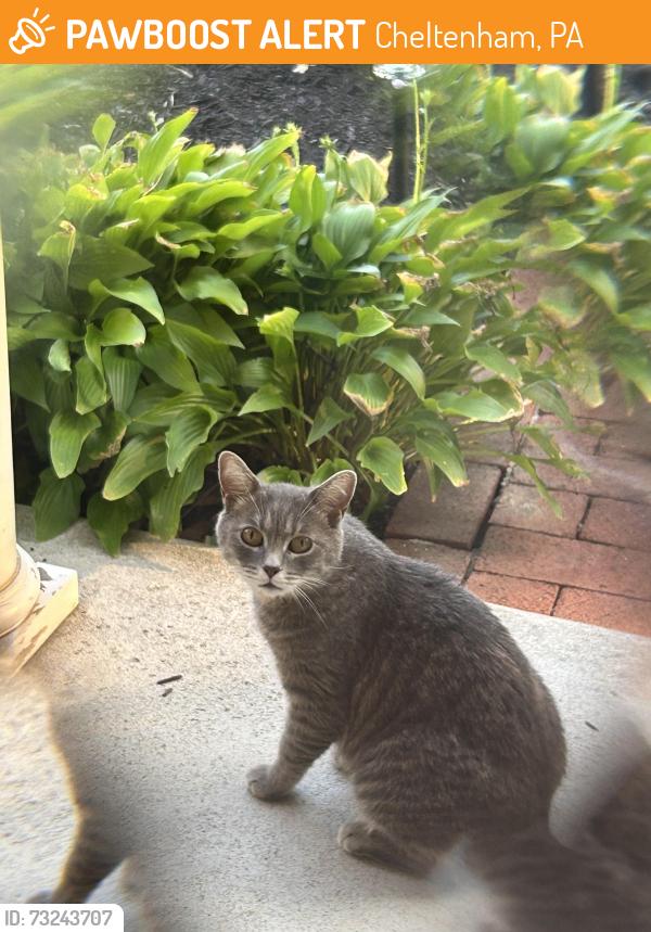 Found/Stray Unknown Cat last seen Cheltenham Elementary School, Cheltenham, PA 19012