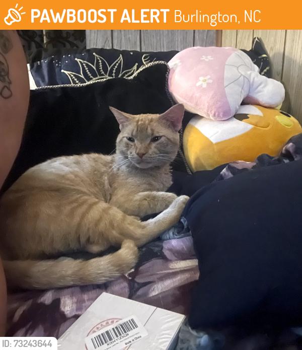 Found/Stray Male Cat last seen corner of rahut st and hatch st near the dollar general, Burlington, NC 27217
