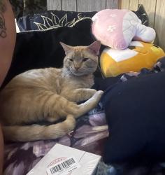 Found/Stray Male Cat last seen corner of rahut st and hatch st near the dollar general, Burlington, NC 27217