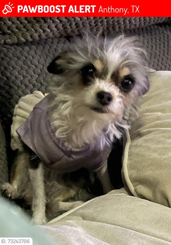 Lost Female Dog last seen Wildcat Dt., Anthony, TX 79821