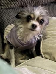 Lost Female Dog last seen Wildcat Dt., Anthony, TX 79821