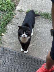 Found/Stray Unknown Cat last seen Ball Road, Stagville Road, US-501 N/S, Bahama, NC 27503