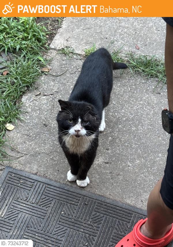 Found/Stray Unknown Cat last seen Ball Road, Stagville Road, US-501 N/S, Bahama, NC 27503