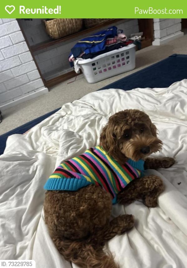 Reunited Female Dog last seen Underground Winery, Mount Eliza, VIC 3930