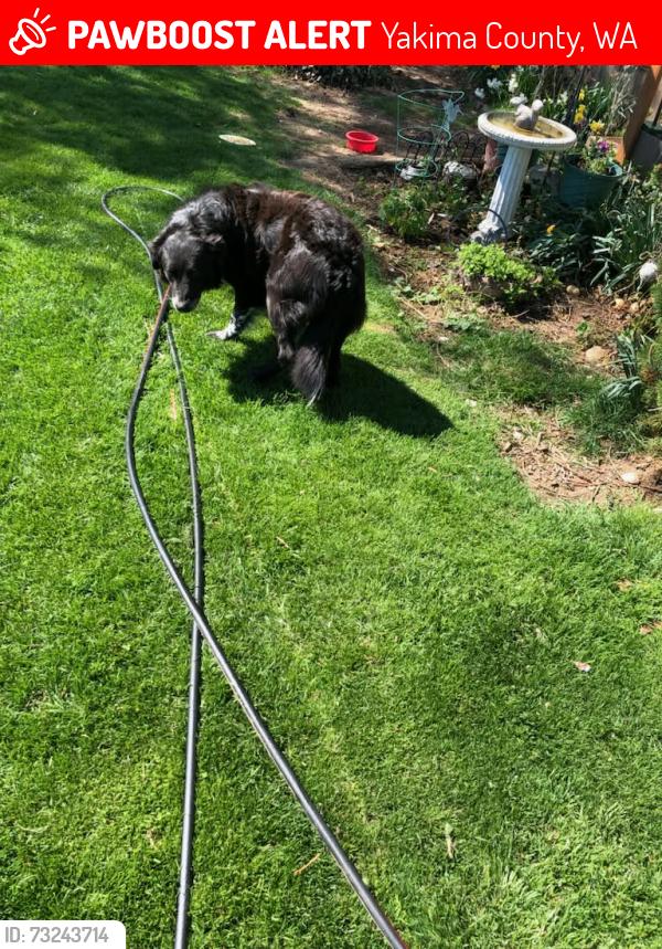 Lost Male Dog last seen Coombs and postma rd, Yakima County, WA 98936