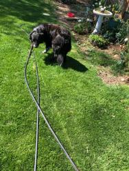 Lost Male Dog last seen Coombs and postma rd, Yakima County, WA 98936