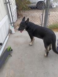 Found/Stray Male Dog last seen Nellis and Cheyenne, Las Vegas, NV 89115