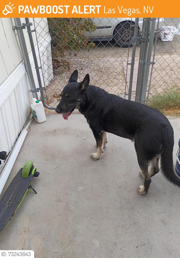 Found/Stray Male Dog last seen Nellis and Cheyenne, Las Vegas, NV 89115