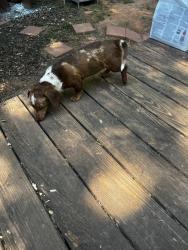 Lost Female Dog last seen Drag strip road, Hudson, NC 28638