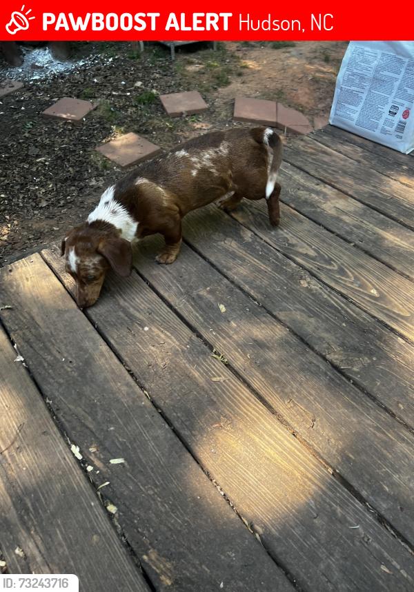 Lost Female Dog last seen Drag strip road, Hudson, NC 28638