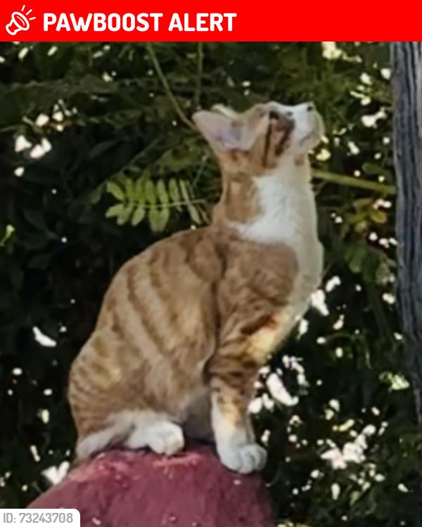 Lost Female Cat last seen Teagarden, Riverside County, CA 92258