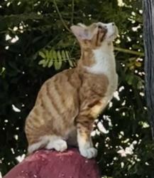 Lost Female Cat last seen Teagarden, Riverside County, CA 92258