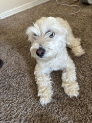 Reunited Female Dog last seen Arlington, TX, USA, Arlington, TX 76012