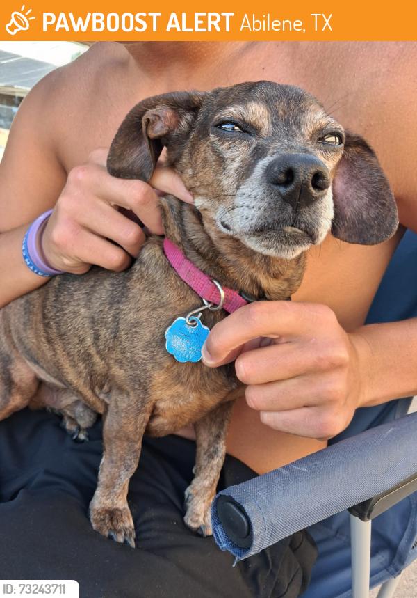Found/Stray Male Dog last seen Near Somerset PL, Abilene, TX 79601