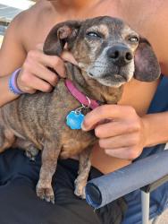 Found/Stray Male Dog last seen Near Somerset PL, Abilene, TX 79601