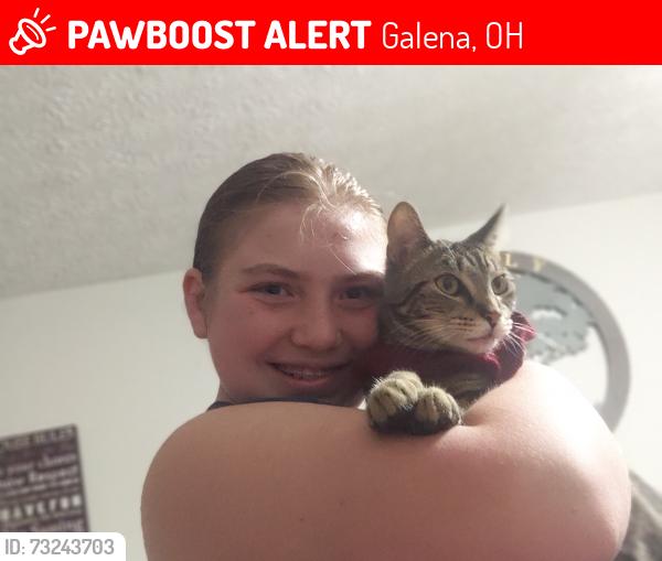 Lost Male Cat last seen Near Sambucas, Galena, OH 43021