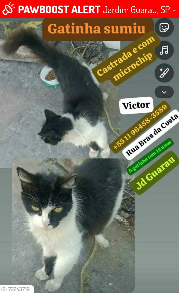 Lost Female Cat last seen Rua Braz da costa 178, Jardim Guarau, SP 05544-140