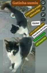 Lost Female Cat last seen Rua Braz da costa 178, Jardim Guarau, SP 05544-140