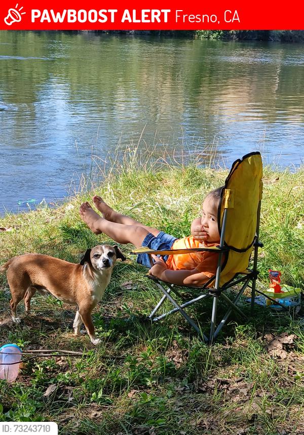 Lost Male Dog last seen Peach and church, Fresno, CA 93725