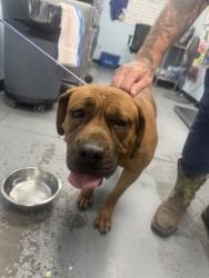 Shelter Stray Female Dog last seen American River Bike Trail/Rossmoor Dr, Rancho Cordova, CA, 6201 Florin Perkins Rd, Sacramento, CA 95828, USA