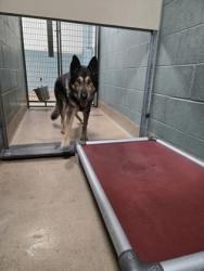 Shelter Stray Male Dog last seen Near 35th Ave, Oakland, CA, 1101 29th Ave, Oakland, CA 94601, USA