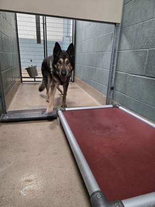Shelter Stray Male Dog last seen Near 35th Ave, Oakland, CA, 1101 29th Ave, Oakland, CA 94601, USA