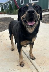 Shelter Stray Female Dog last seen Near Parkhill Drive Decatur, 30032, 30032, GA, 3280 Chamblee Dunwoody Rd, Chamblee, GA 30341, USA