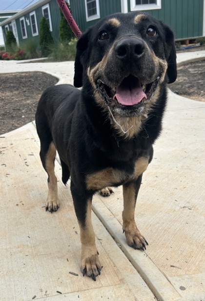 Shelter Stray Female Dog last seen Near Parkhill Drive Decatur, 30032, 30032, GA, 3280 Chamblee Dunwoody Rd, Chamblee, GA 30341, USA