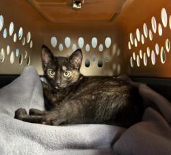 Shelter Stray Female Cat last seen Near Wesley Chapel Rd Decatur GA 30035, 30035, GA, 3280 Chamblee Dunwoody Rd, Chamblee, GA 30341, USA