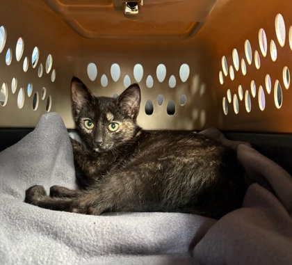 Shelter Stray Female Cat last seen Near Wesley Chapel Rd Decatur GA 30035, 30035, GA, 3280 Chamblee Dunwoody Rd, Chamblee, GA 30341, USA