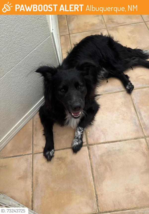 Found/Stray Unknown Dog last seen tony sanchez & archer, Albuquerque, NM 87123
