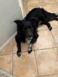 Found/Stray Unknown Dog last seen tony sanchez & archer, Albuquerque, NM 87123