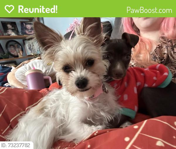 Reunited Female Dog last seen Off bloomingdale pk near the pizza plus by the old north middle/high school, Kingsport, TN 37660